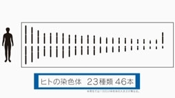 ヒトの染色体は23種類、46本